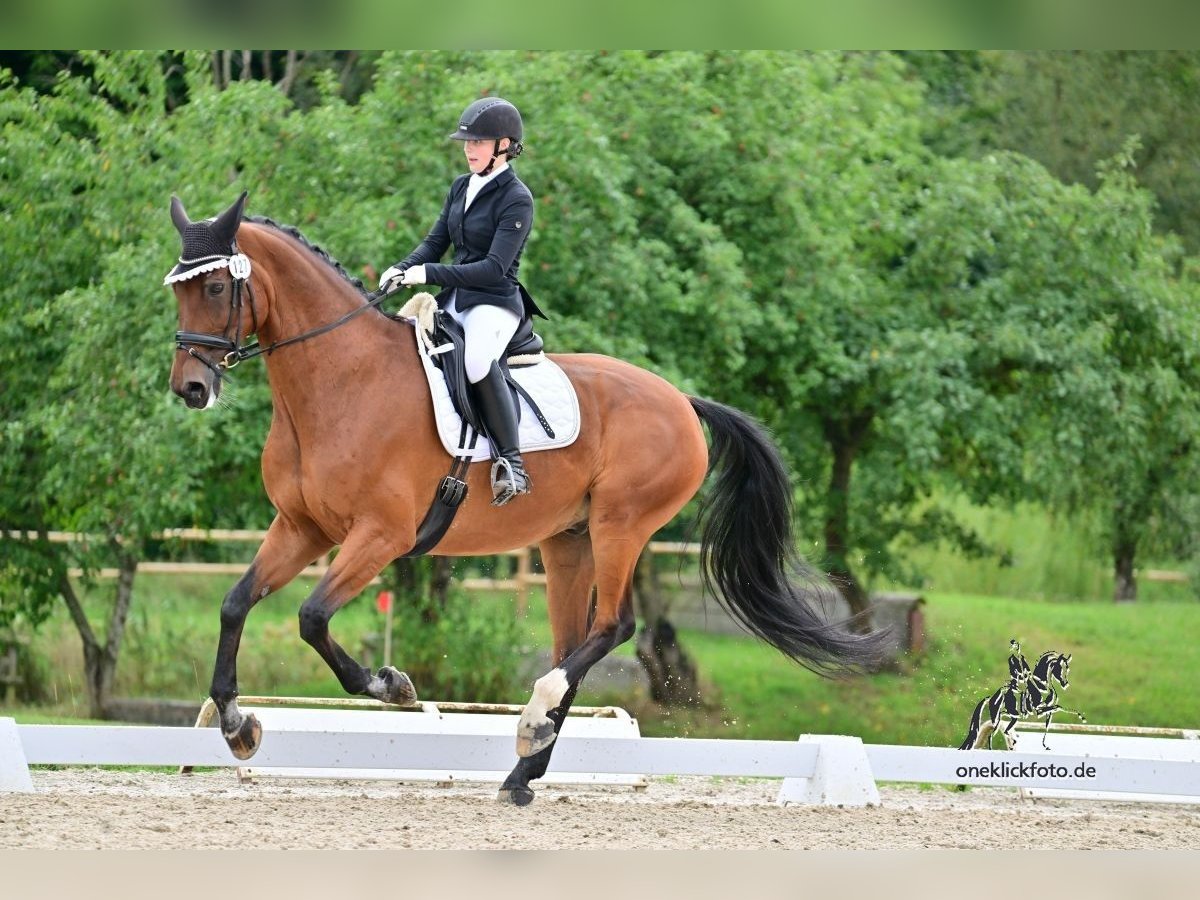 Oldenburg Gelding 13 years 17,1 hh Brown in Gro&#xDF;langheim