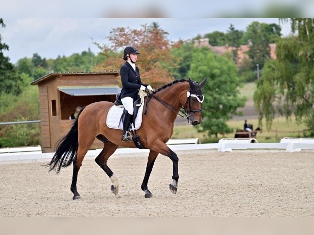Oldenburg Gelding 13 years 17,1 hh Brown in Gro&#xDF;langheim