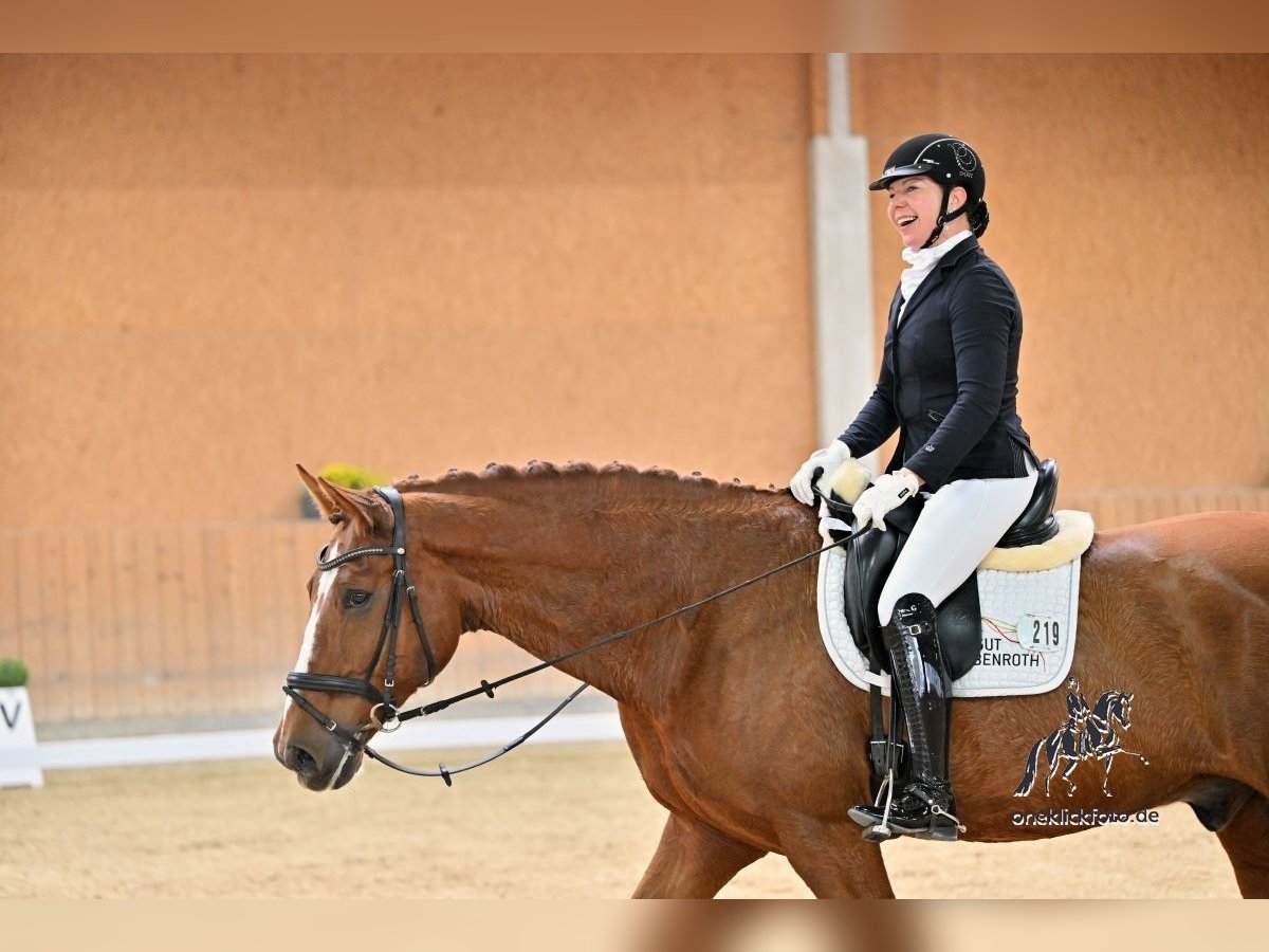 Oldenburg Gelding 13 years 17,1 hh Chestnut-Red in Arnstein