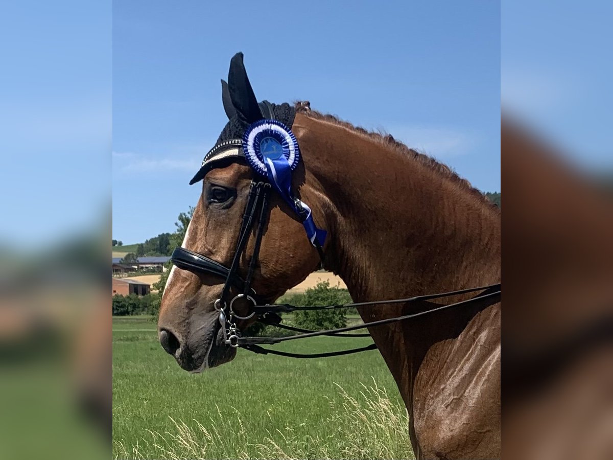 Oldenburg Gelding 13 years 17,1 hh Chestnut-Red in Arnstein