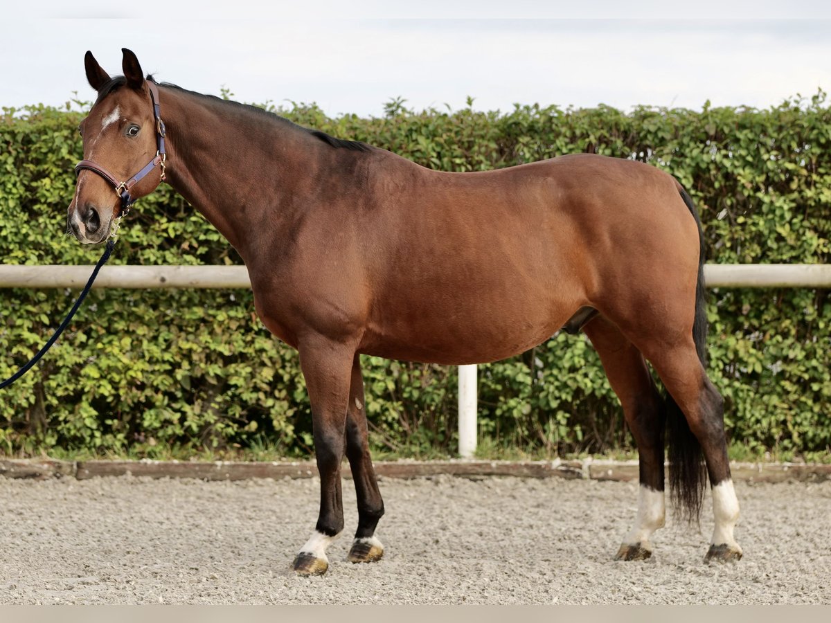 Oldenburg Gelding 14 years 16,1 hh Brown in Neustadt (Wied)