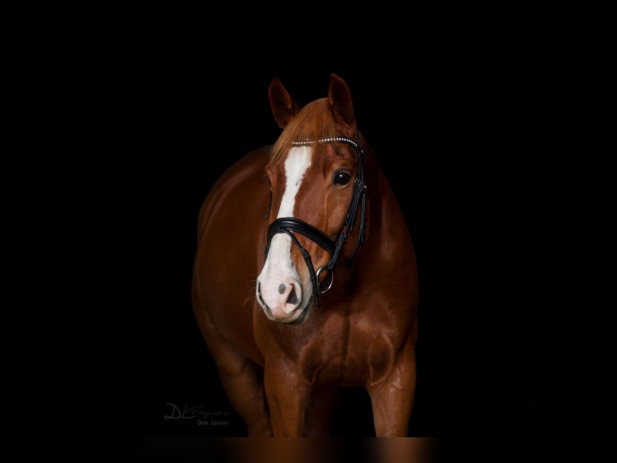 Oldenburg Gelding 14 years 16,1 hh Chestnut-Red in Stemwede