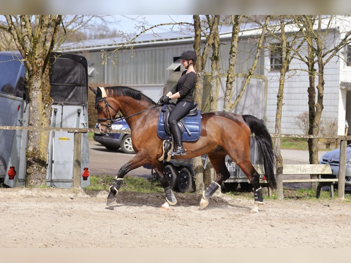 Oldenburg Gelding 14 years 16,3 hh Brown in Gevelsberg