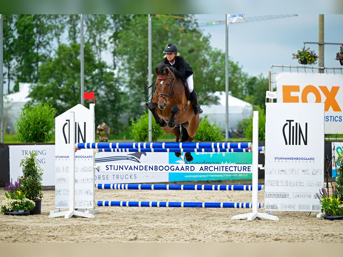 Oldenburg Gelding 14 years 16,3 hh Brown in Bleiswijk