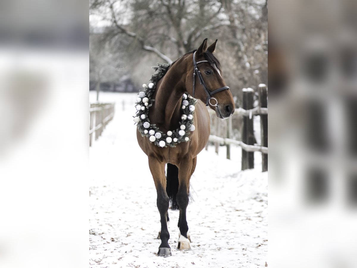 Oldenburg Gelding 14 years 17,1 hh Brown in Lohmar