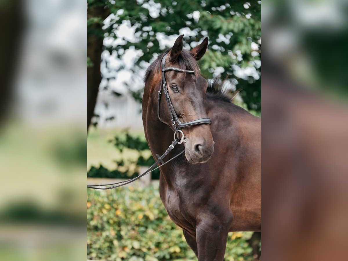 Oldenburg Gelding 14 years 18 hh Bay-Dark in Bassum