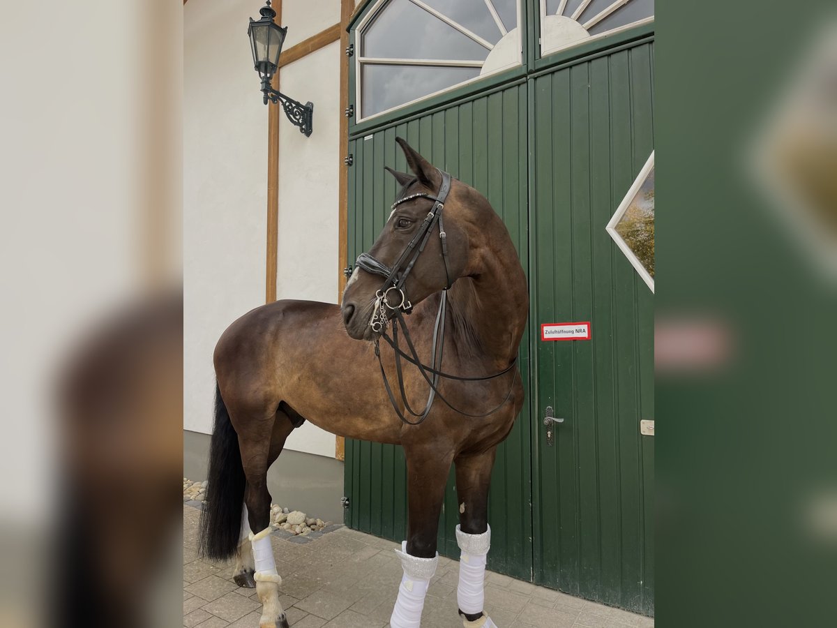 Oldenburg Gelding 14 years in Haiger