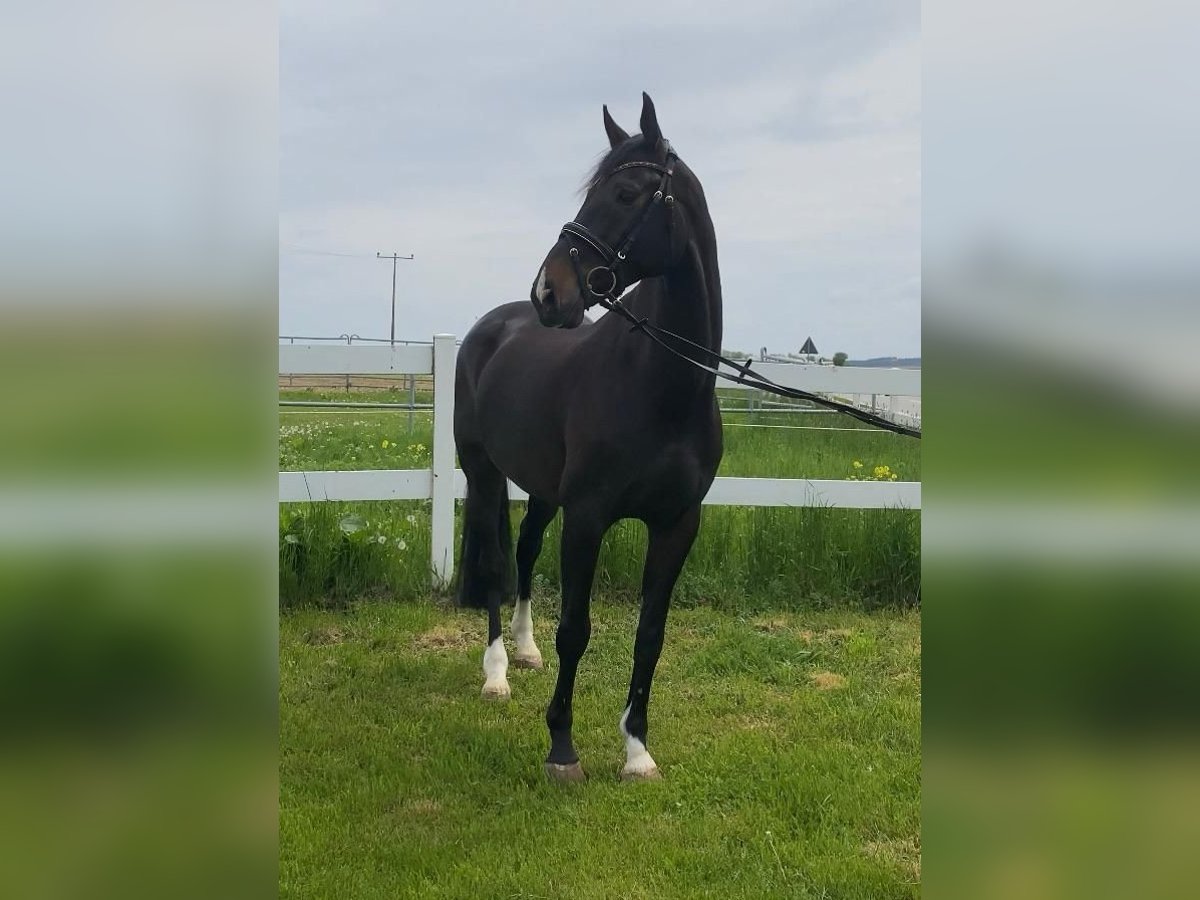 Oldenburg Gelding 15 years 16,1 hh Bay-Dark in Schriesheim