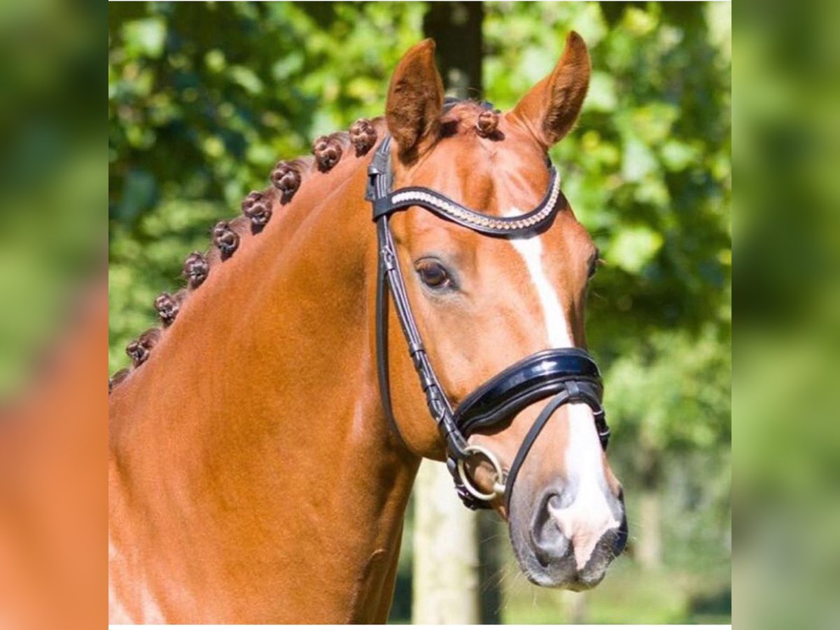 Oldenburg Gelding 15 years 16,1 hh Chestnut-Red in Appen