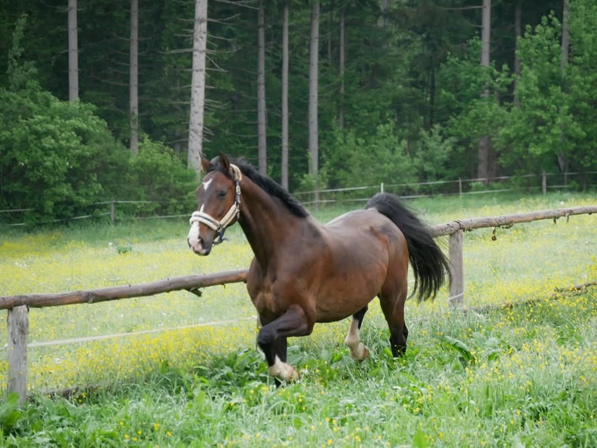 Oldenburg Gelding 15 years 16,2 hh Bay-Dark in Frohnleiten