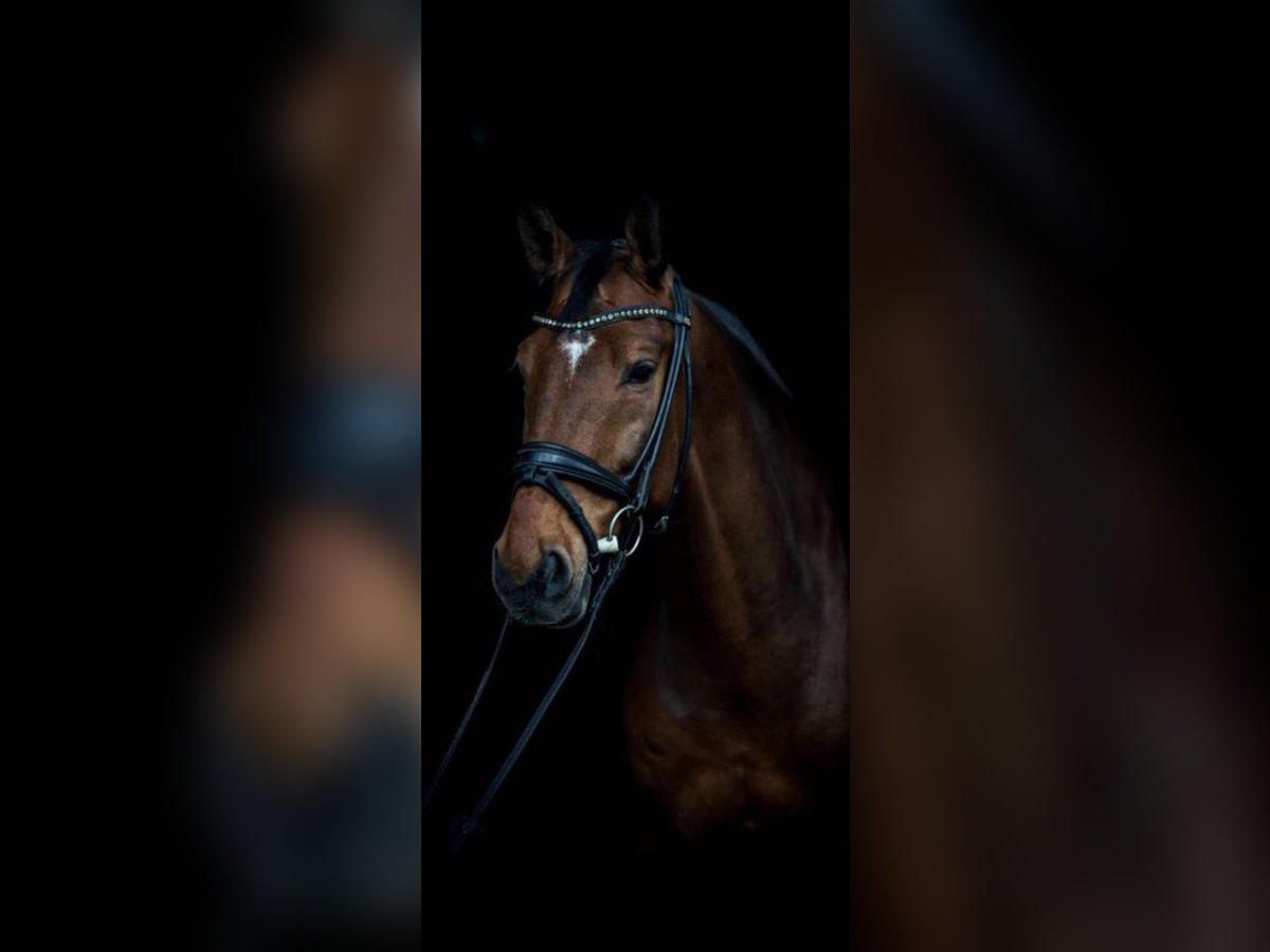 Oldenburg Gelding 15 years 16,3 hh Brown-Light in Leverkusen