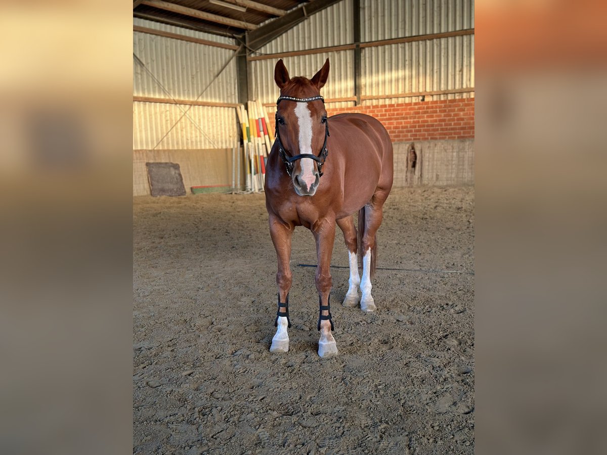 Oldenburg Gelding 15 years 16 hh Chestnut-Red in Goch