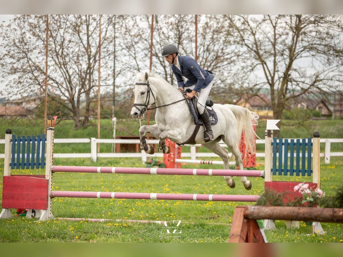 Oldenburg Gelding 15 years 16 hh Grey in Hereclean