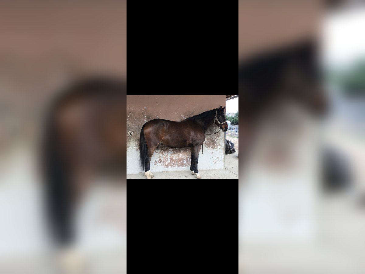 Oldenburg Gelding 15 years 17 hh Bay-Dark in Altenstadt