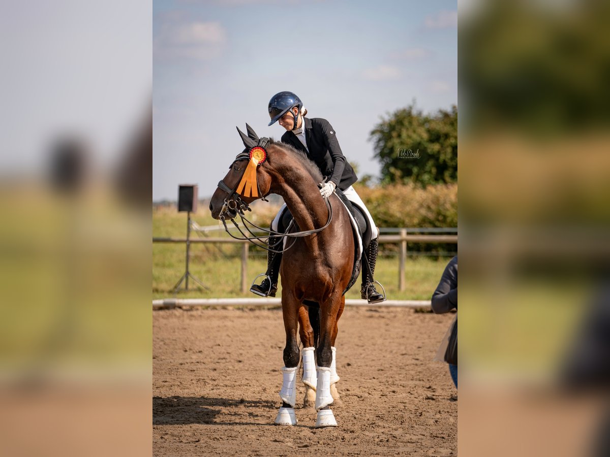 Oldenburg Gelding 15 years 17 hh Brown in Kempen