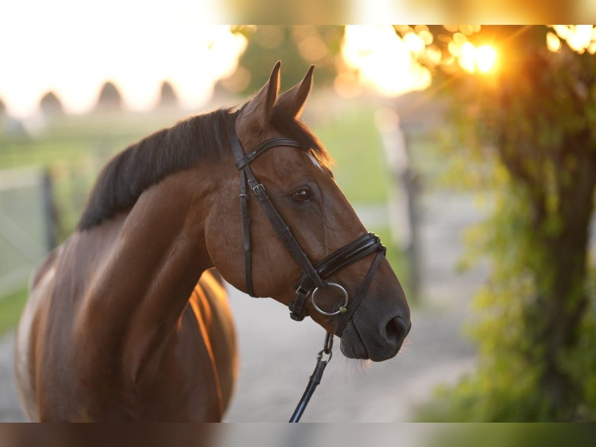 Oldenburg Mix Gelding 15 years 17 hh Brown-Light in Neuss
