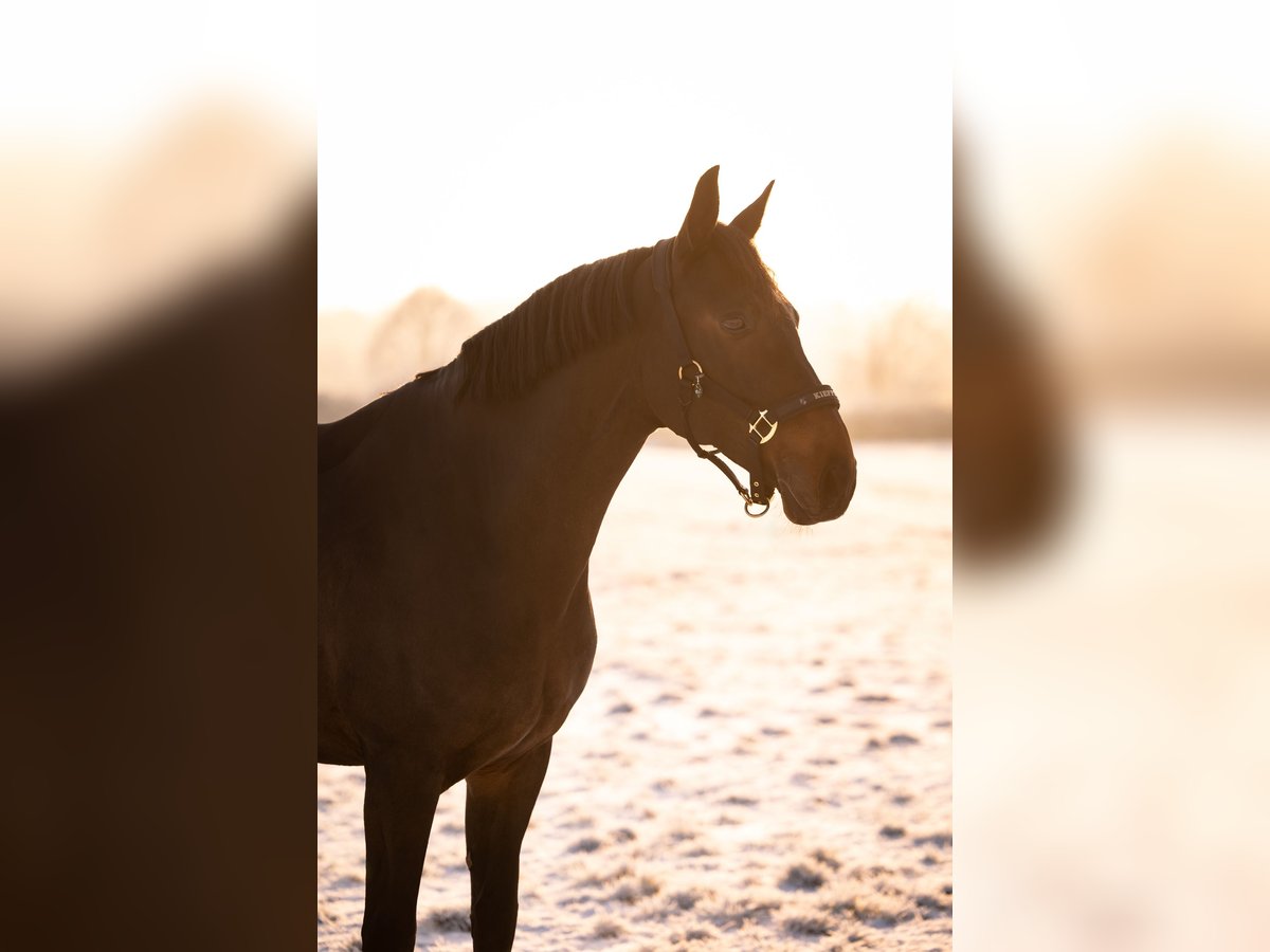 Oldenburg Gelding 16 years 16 hh Bay-Dark in Hattersheim