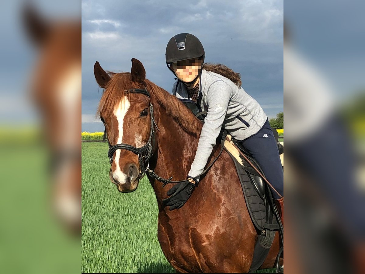 Oldenburg Gelding 16 years 16,1 hh Chestnut-Red in Prag