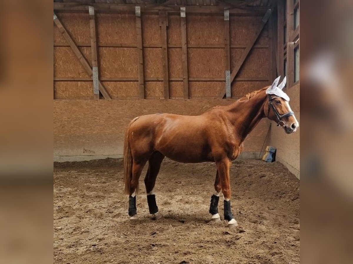 Oldenburg Gelding 16 years 16,2 hh Chestnut-Red in Bad Bodenteich
