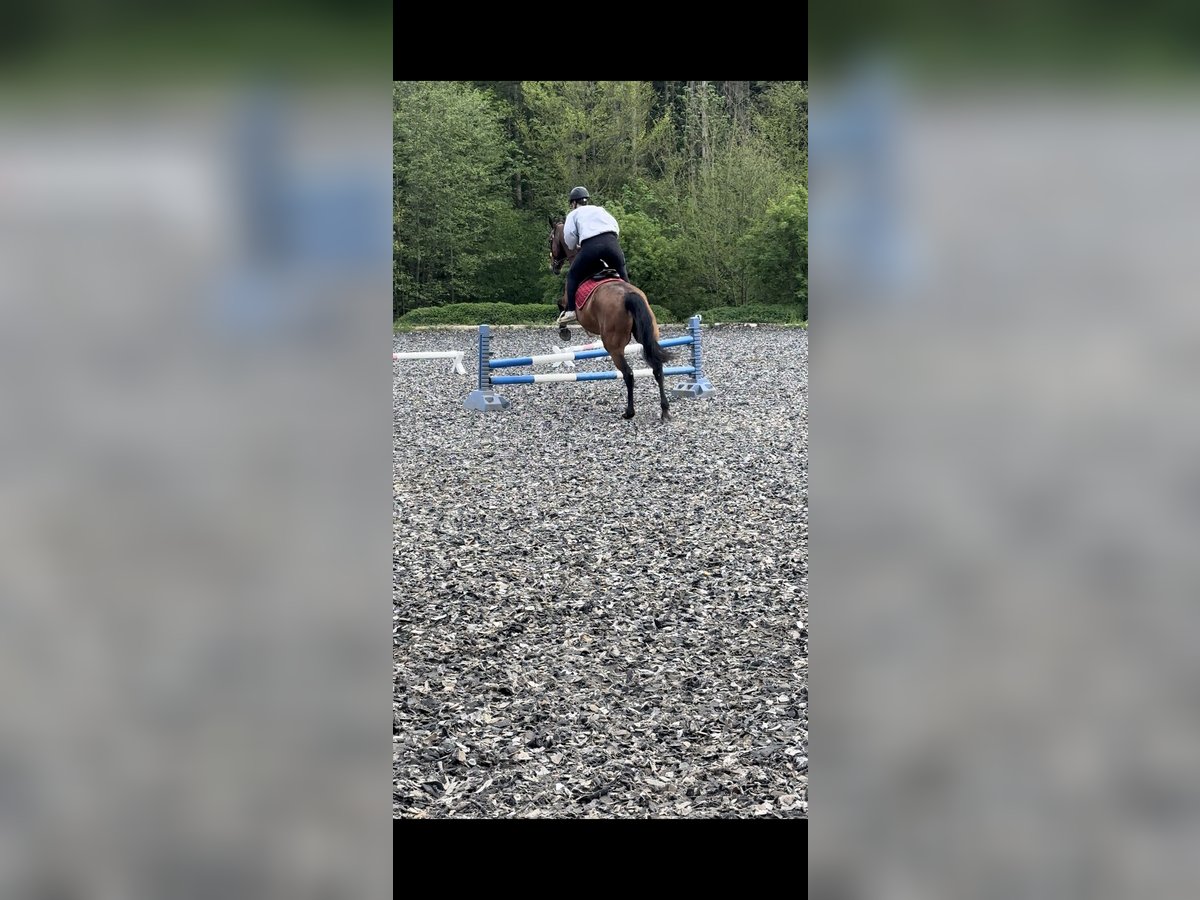 Oldenburg Gelding 16 years 17,1 hh Brown in Ornbau