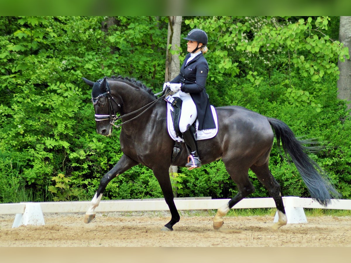 Oldenburg Gelding 16 years 17 hh in Bruchk&#xF6;bel