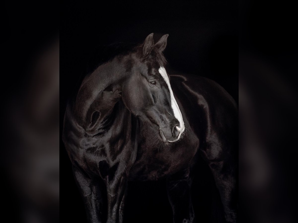 Oldenburg Gelding 16 years 17,1 hh Black in Neuenburg am Rhein