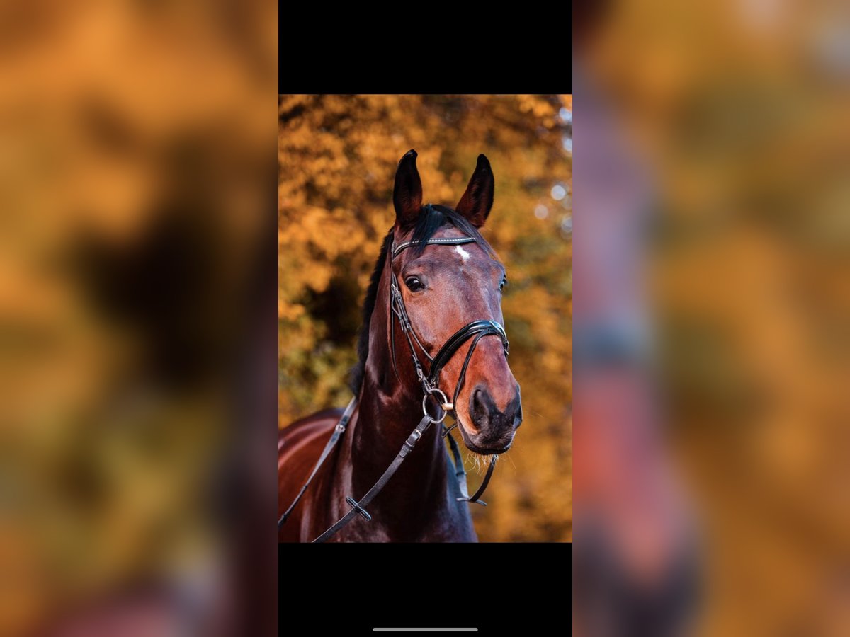 Oldenburg Gelding 16 years 18 hh Brown in Neuenkirchen-V&#xF6;rden