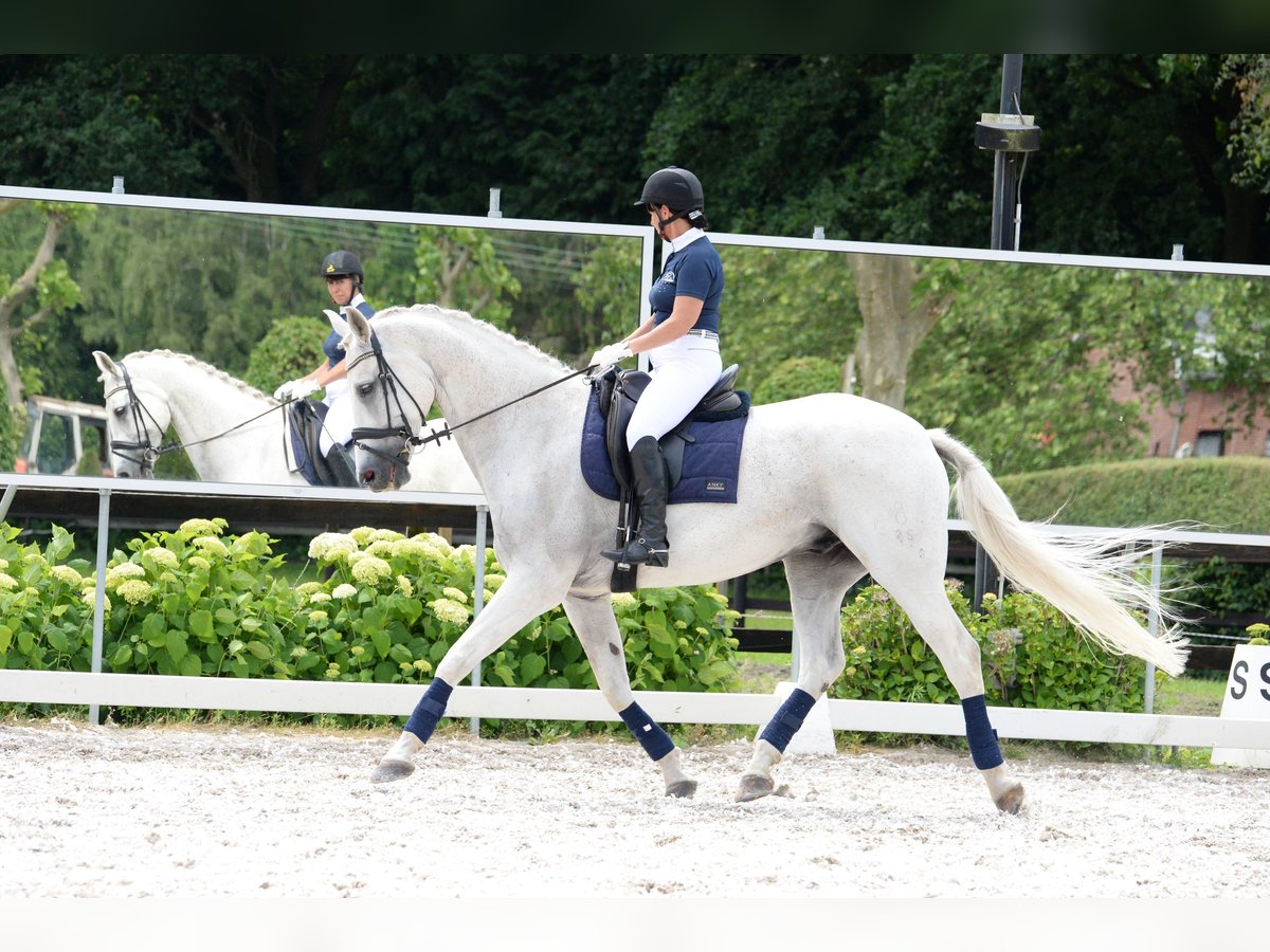 Oldenburg Gelding 16 years Gray in Overpelt