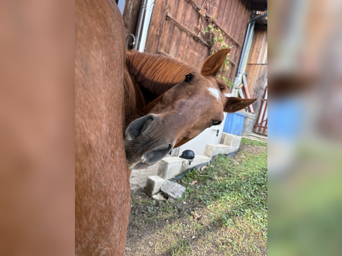 Oldenburg Gelding 17 years 16,2 hh Chestnut-Red in St. Christophen