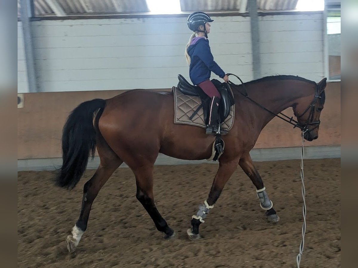 Oldenburg Gelding 17 years 17 hh Brown in Erftstadt