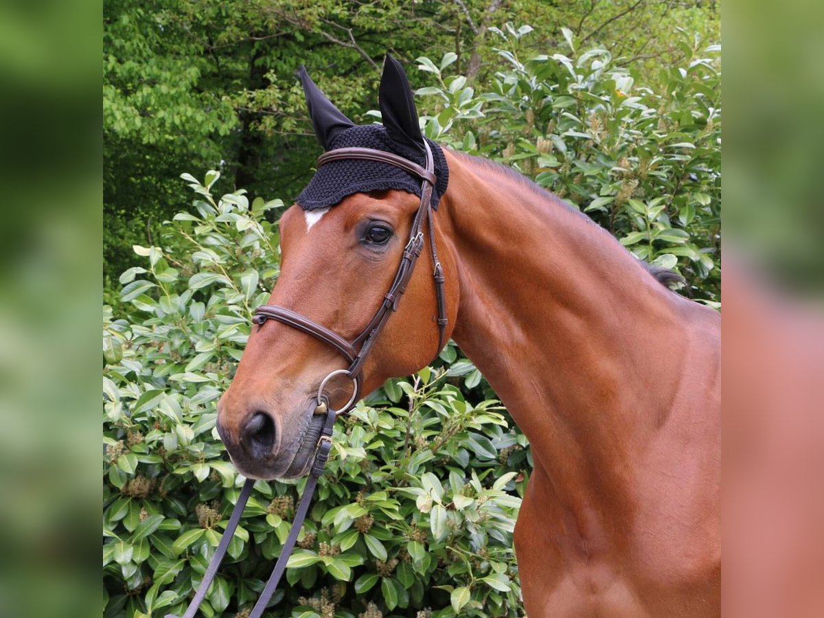 Oldenburg Gelding 17 years 17 hh Brown in Murg