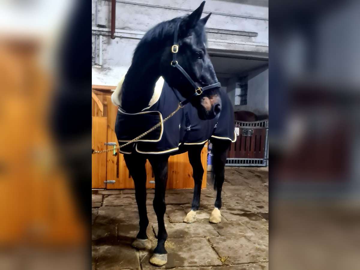 Oldenburg Gelding 18 years 16,2 hh Smoky-Black in Herne