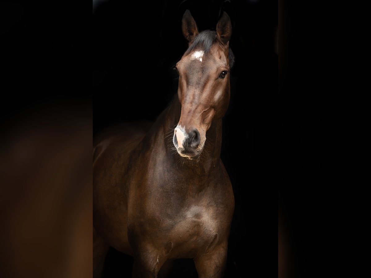 Oldenburg Gelding 18 years 17,1 hh Bay-Dark in Kuhlen-Wendorf