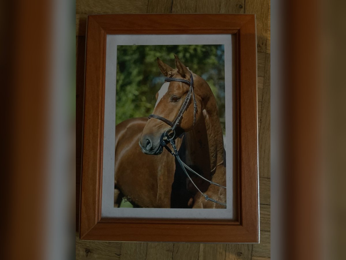 Oldenburg Gelding 19 years 16,1 hh Chestnut-Red in Moormerland