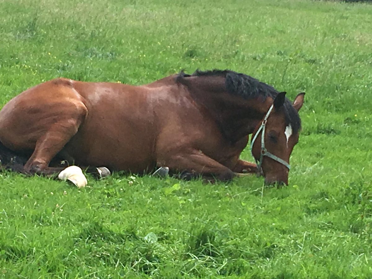 Oldenburg Gelding 19 years 17,2 hh Brown in Forstinning
