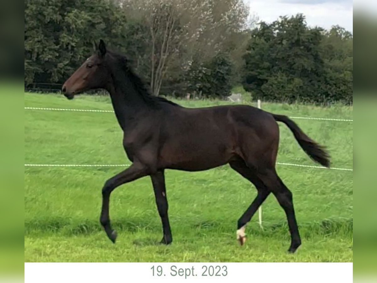 Oldenburg Gelding 1 year 15,1 hh Bay-Dark in Dortmund