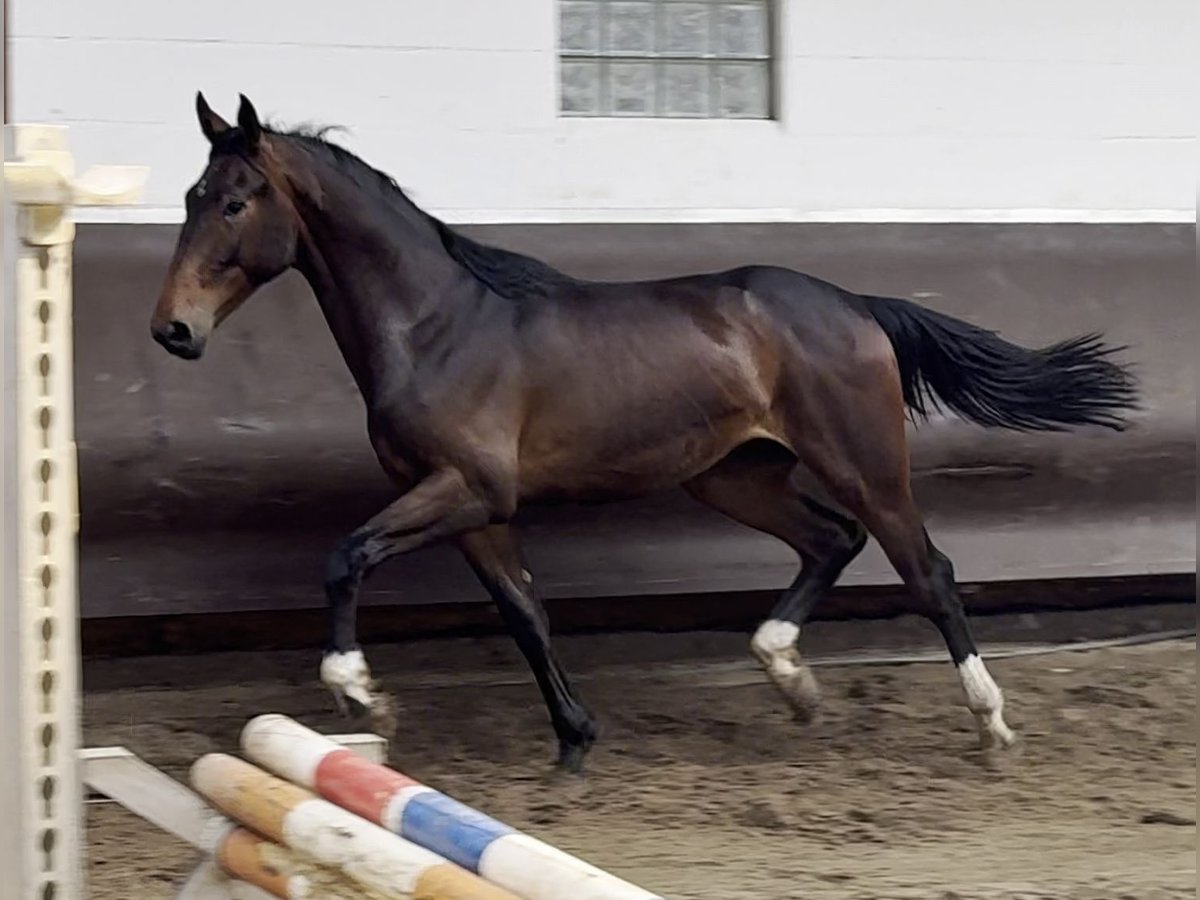 Oldenburg Gelding 1 year 16,2 hh Bay-Dark in Bramsche