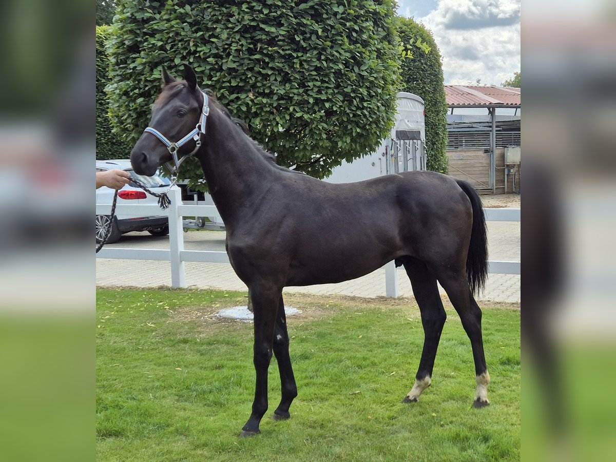 Oldenburg Gelding 1 year 16,2 hh Black in Drentwede