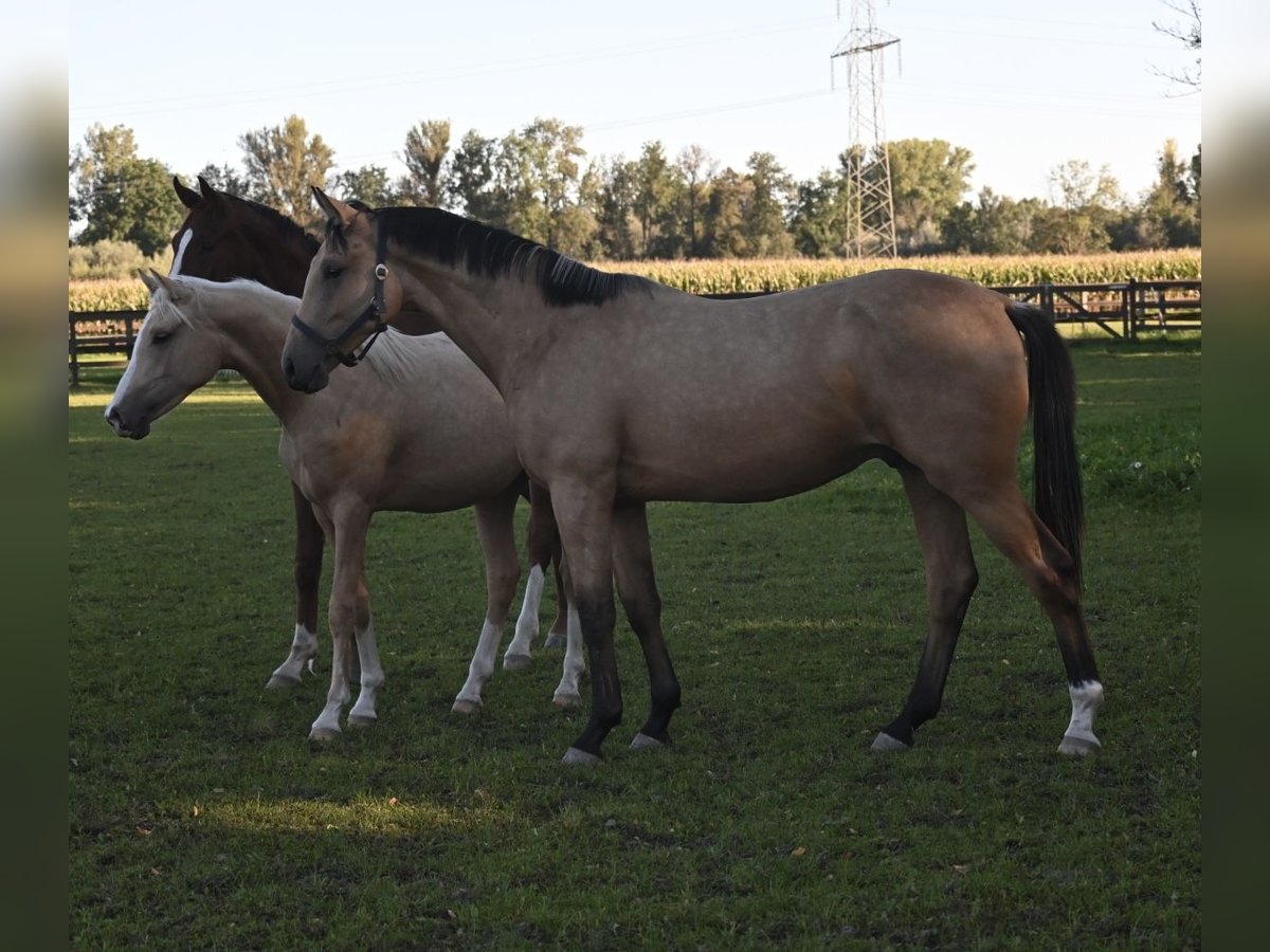 Oldenburg Gelding 1 year 16,2 hh Buckskin in Bad F&#xFC;ssing