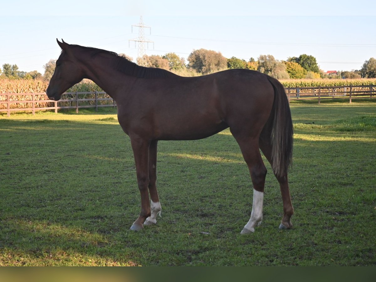 Oldenburg Gelding 1 year 17 hh Chestnut-Red in Bad F&#xFC;ssing
