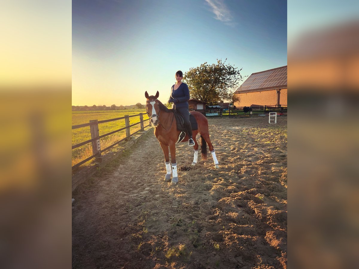 Oldenburg Gelding 20 years 15,3 hh Brown in Xanten