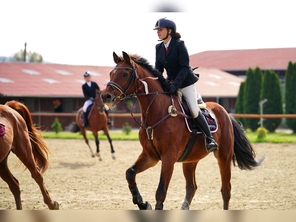 Oldenburg Gelding 20 years Bay in Plavecké Podhradie, Slovakia