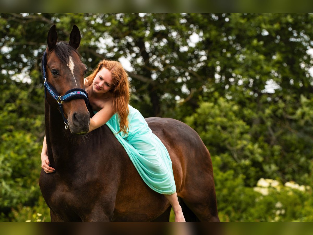 Oldenburg Gelding 20 years in Weingarten