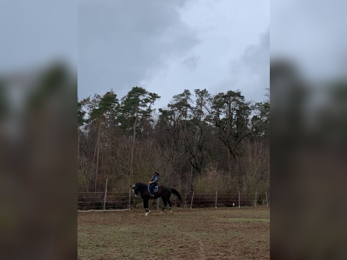 Oldenburg Gelding 22 years 17,3 hh Black in Ansbach