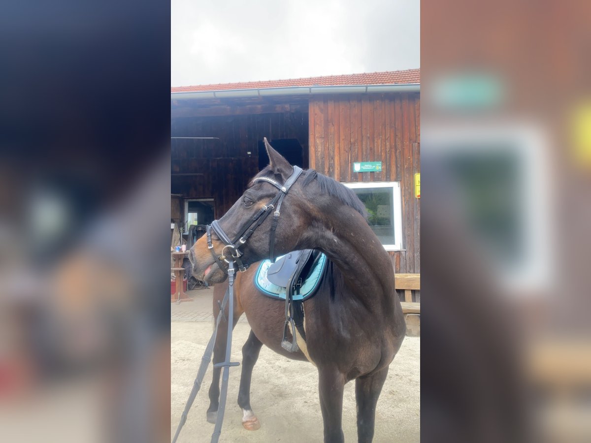 Oldenburg Gelding 23 years in Starnberg