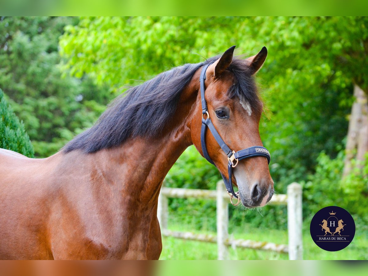 Oldenburg Gelding 2 years 15,2 hh Brown in Marigny