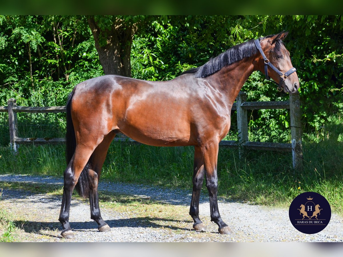 Oldenburg Gelding 2 years 15,3 hh Bay-Dark in Marigny