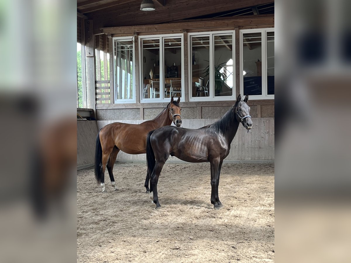 Oldenburg Gelding 2 years 15,3 hh Brown in Ibbenb&#xFC;ren