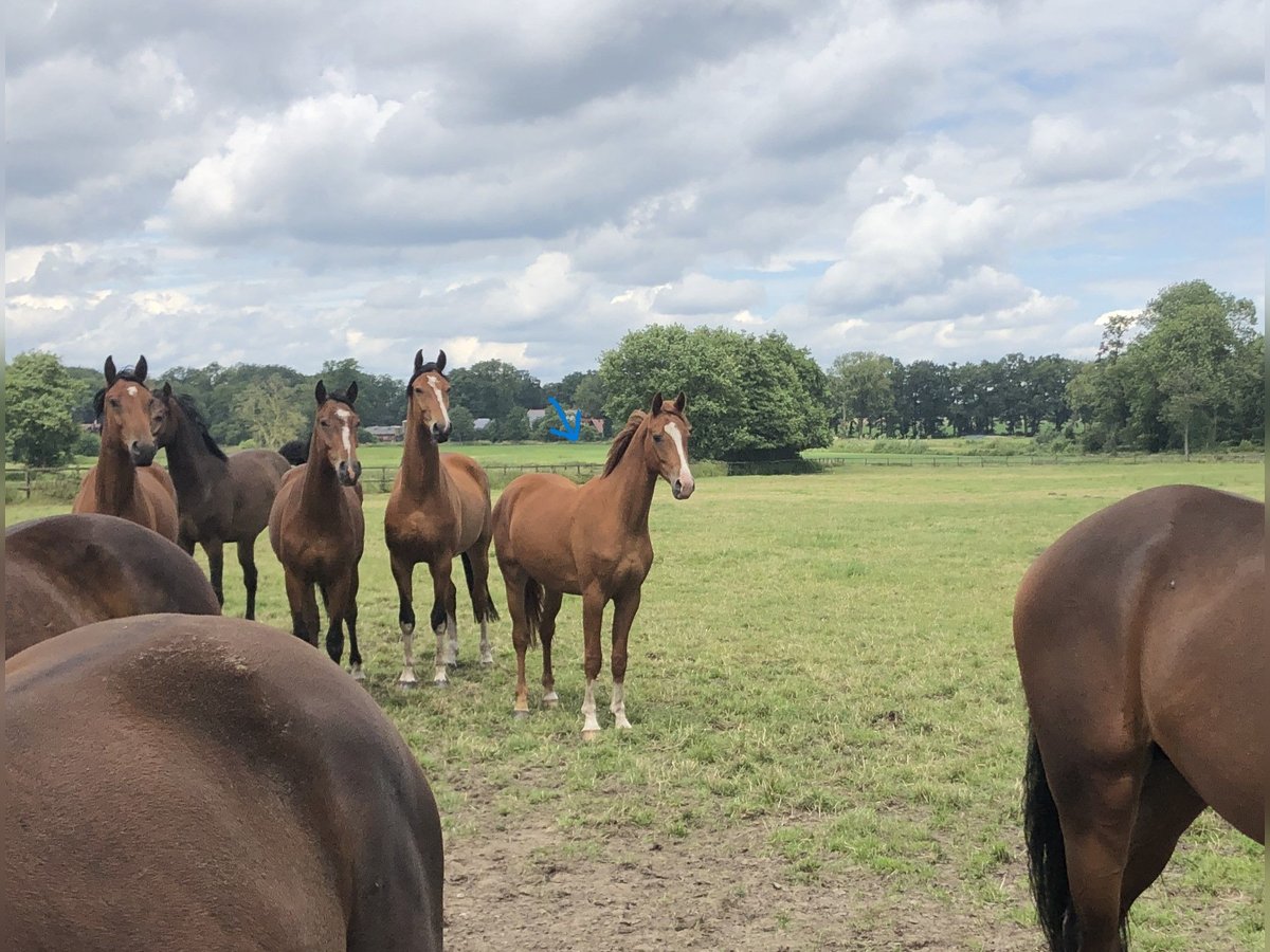 Oldenburg Gelding 2 years 15,3 hh Chestnut-Red in Lastrup