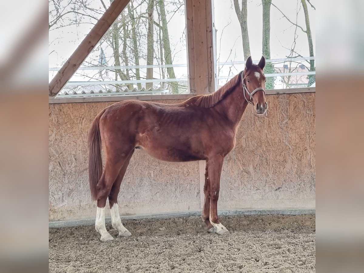 Oldenburg Gelding 2 years 16,2 hh Chestnut-Red in Neupotz